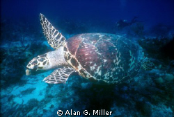 Loggerhead Turtle during a drift dive, Nikonos V, 15 mm a... by Alan G. Miller 